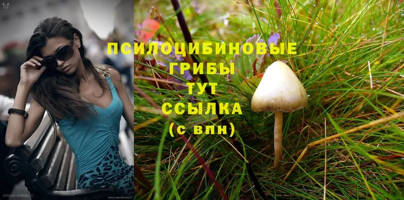 OMG вход  закладка  Вичуга  Псилоцибиновые грибы Psilocybine cubensis 